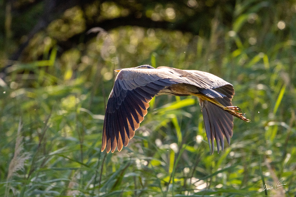 Héron pourpré en vol